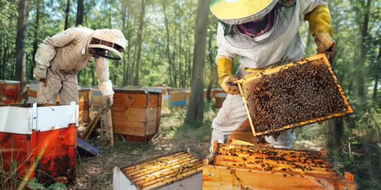 Dia do apicultor: conheça o trabalho de quem preserva e protege as abelhas 1 dia do apicultor