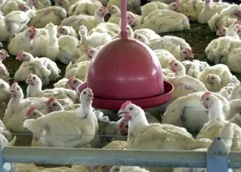 dia mundial do frango