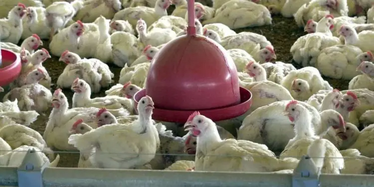 dia mundial do frango