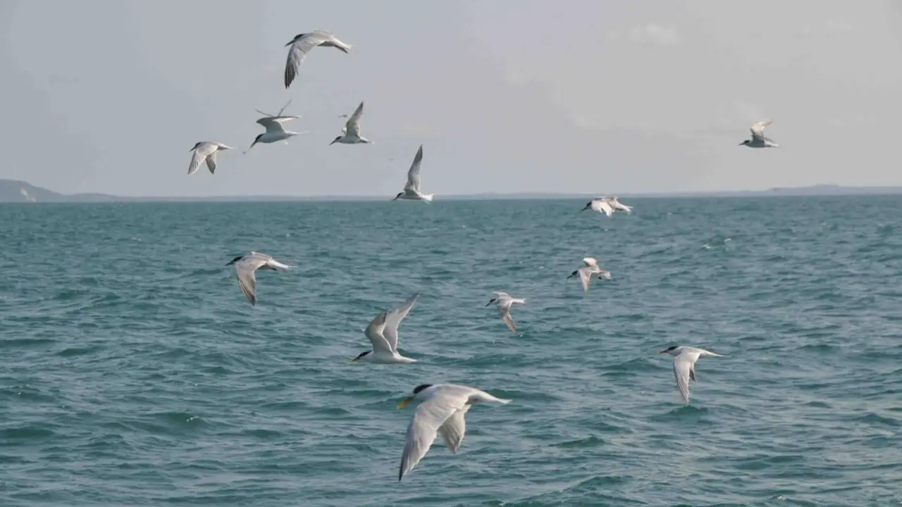 Espírito Santo realizou eutanásia em 26 aves que tiveram contato com o vírus. 