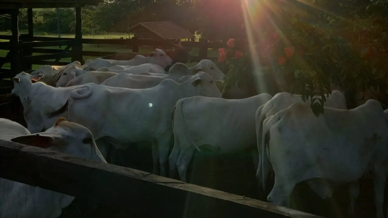 As Mães do Agro: avó impulsiona pecuária de corte ao lado da filha e das netas 2 Família Magalhães investe na recria e engorda de nelore e raças híbridas.