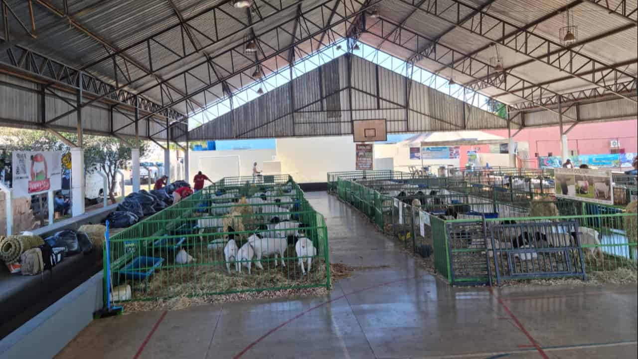 Festival do Cordeiro movimenta mercado de ovinos das raças em Goiás.