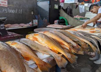 contaminação de peixes