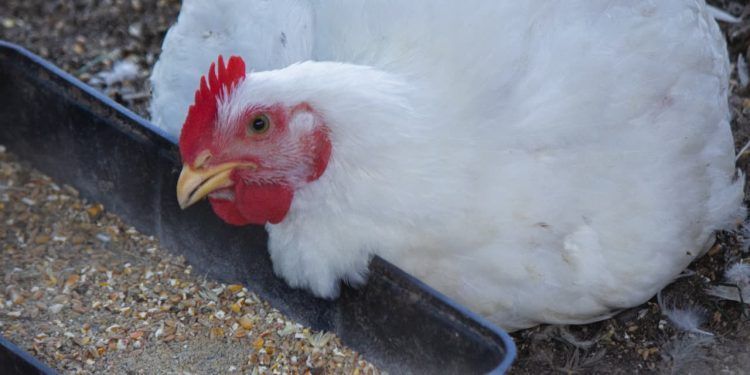 Gripe aviária: tudo que você precisa saber sobre a doença