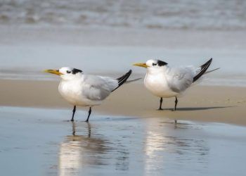 H5N1 foi detectada em duas aves marinhas no Espírito Santo.