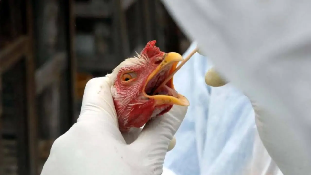Mapa instala Centro de Operações para controle da gripe aviária 2 Mapa declarou estado de emergência para juntar forças e prevenir contra a doença.