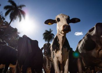 Mês da Saúde Animal