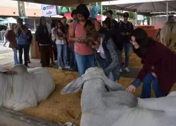 exposição de animais