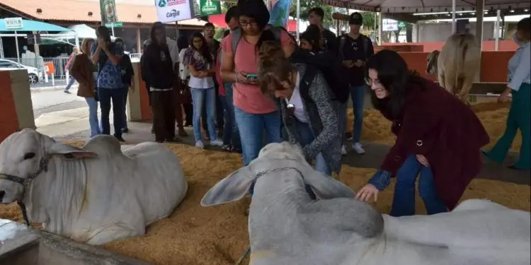 Pecuária de Goiânia inicia nesta quinta (18) com exposição de animais, leilões e palestras 1 exposição de animais