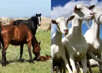 vacinação contra raiva
