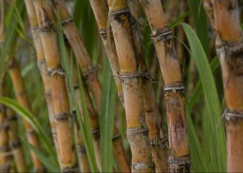 Produtora de etanol tem 130 vagas abertas para safra de cana-de-açúcar, em Goiás