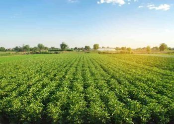 Senado aprova projeto que muda cálculo de preços de produtos agrícolas