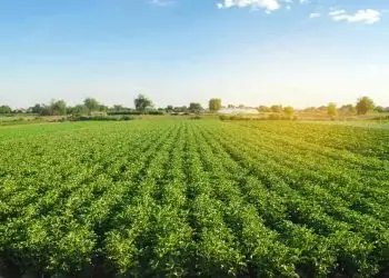 Senado aprova projeto que muda cálculo de preços de produtos agrícolas
