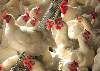 Abate de frangos cresceu 4,8% no número de cabeças abatidas no 1º tri de 2023.