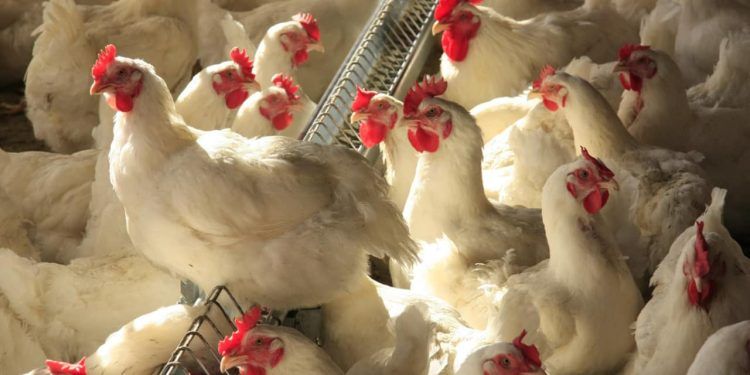 Abate de frangos cresceu 4,8% no número de cabeças abatidas no 1º tri de 2023.