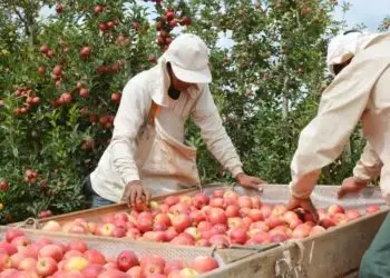 Agropecuária registra saldo negativo de geração de empregos em março.