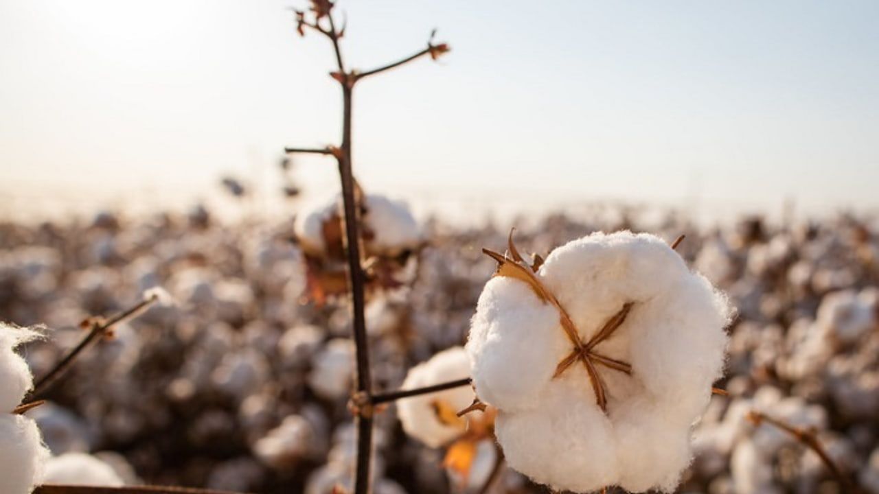 Aumento de área e clima favorável impulsionam alta de 13,6% na produção algodão. 