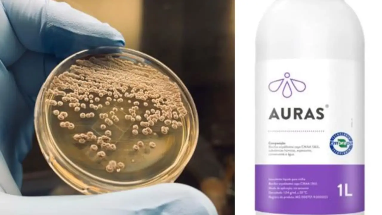 Bioinsumo da Embrapa é capaz de combater efeito da seca nas plantas 3 Auras