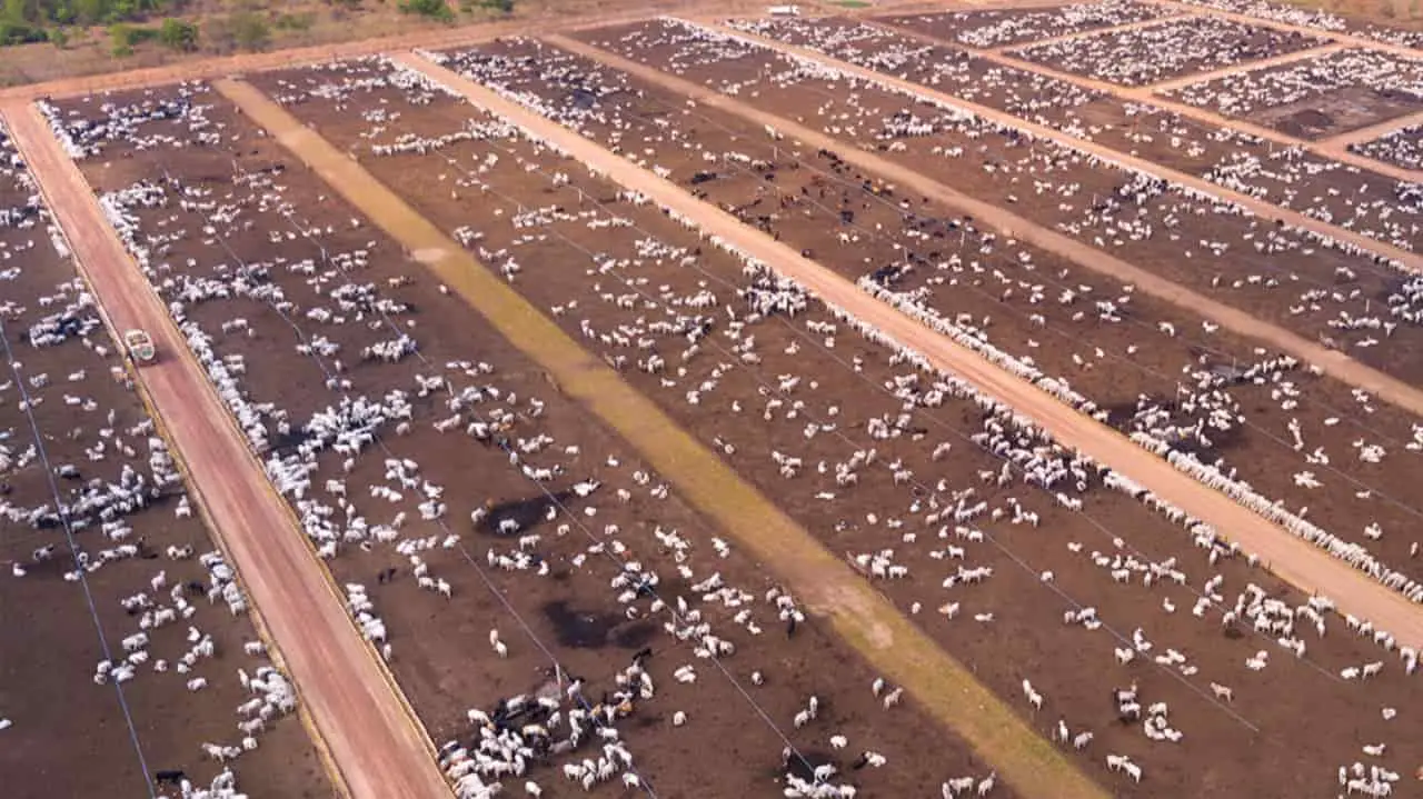 Capacitação online e gratuita ensina técnicas para melhorar a gestão do rebanho em todas as fases de desenvolvimento. 