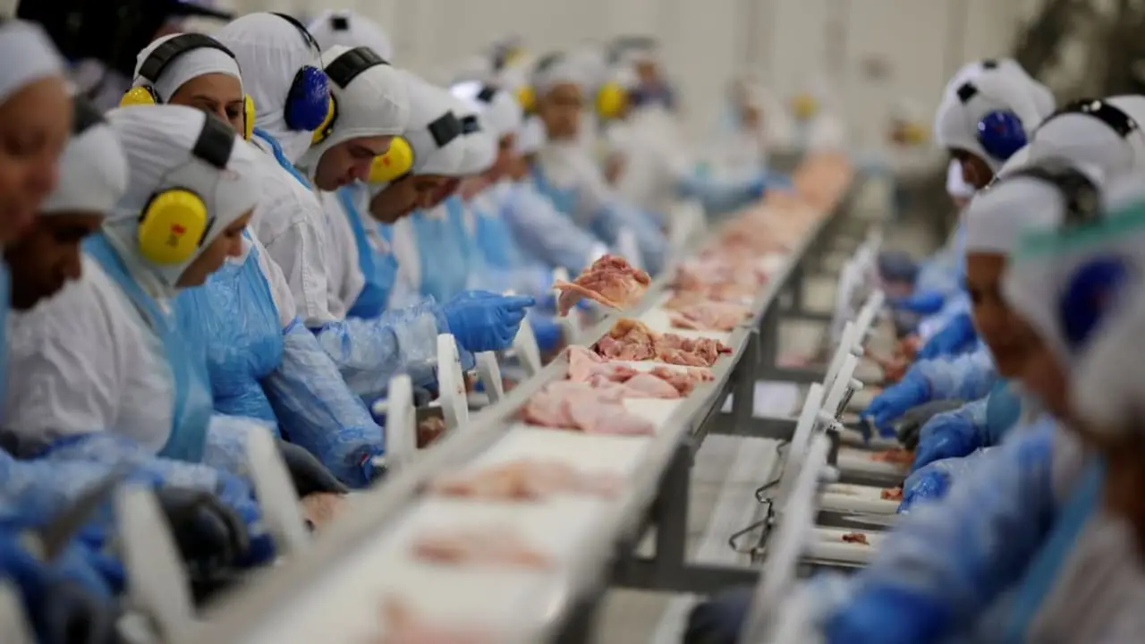 Dia mundial do frango: Brasil deve atingir 5 milhões de ton exportadas pela 1ª vez, em 2023 3 empregos