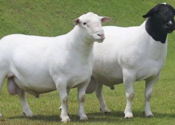 Carneiros das raças white dorper e dorper que são bons reprodutores.