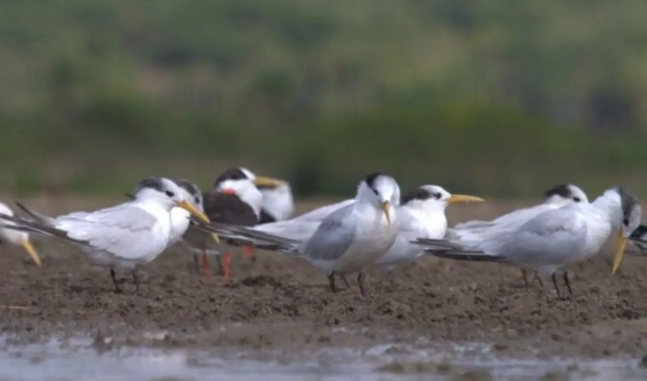 Mapa instala Centro de Operações para controle da gripe aviária 3 Casos de gripe aviária no Brasil são em aves silvestres.