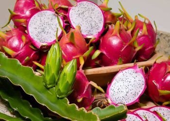 As cinco cultivares de pitaya são resistentes a doenças e pragas.