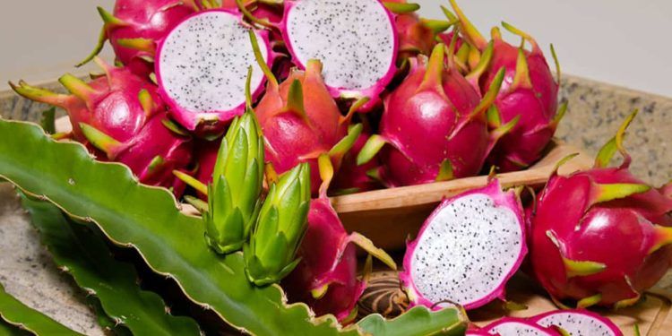 As cinco cultivares de pitaya são resistentes a doenças e pragas.