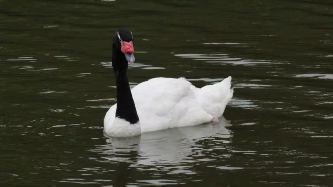 cisne negro