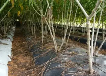 Cobertura plástica de solo facilita manejo da mandioca de mesa no Cerrado.