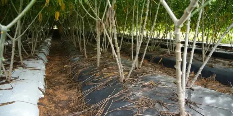 Cobertura do solo pode aumentar produtividade da mandioca em quase 90% 1 Cobertura plástica de solo facilita manejo da mandioca de mesa no Cerrado.
