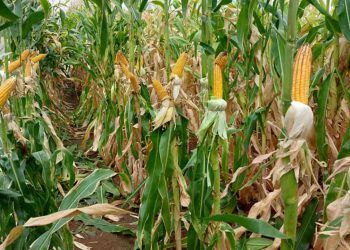 Cultivares de milho e sorgo mais produtivas chegam ao mercado.