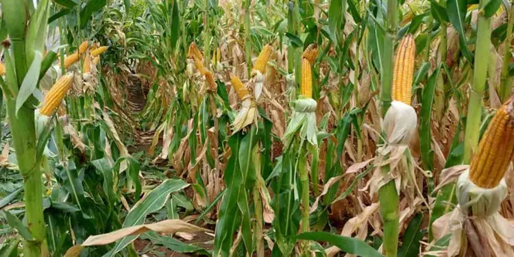 Cultivares de milho e sorgo mais produtivas chegam ao mercado.