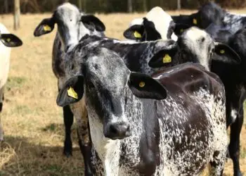 De 2000 a 2020, a raça Girolando, emitiu 39% menos de metano por litro de leite.