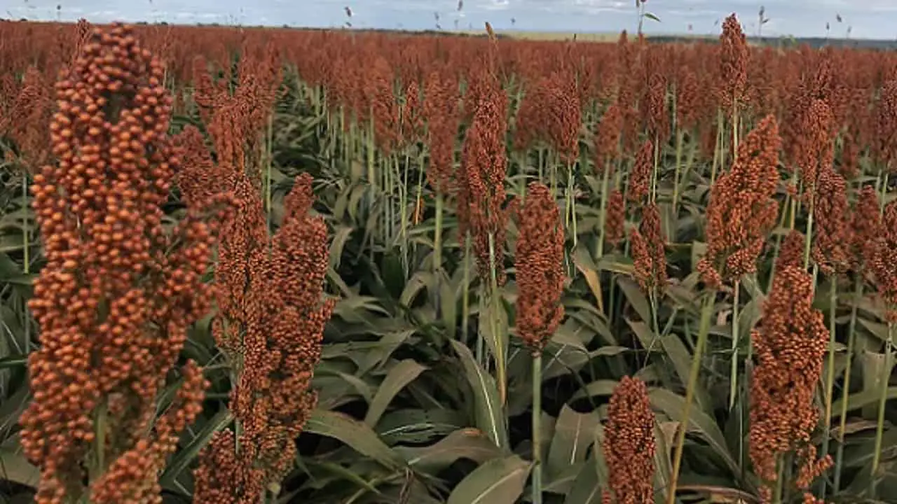 Duas cultivares de sorgo são indicadas para plantio no Cerrado.