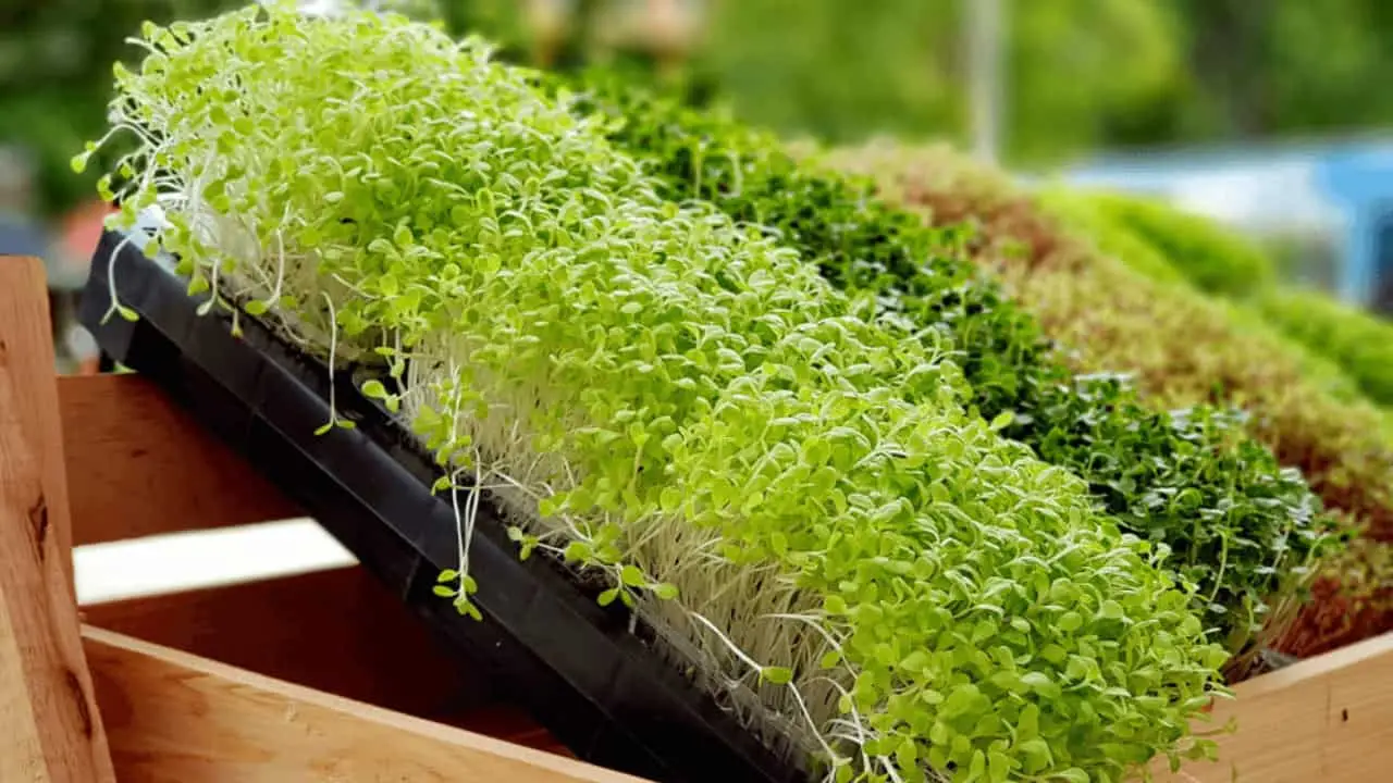 Microverdes: Cultivo rápido e boa oportunidade para o agricultor 2 É um termo usado para nomear hortaliças, ervas aromáticas, condimentares.