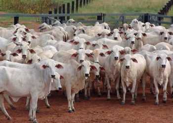 Eficiência na Gestão de Bovinos de Corte é curso oferecido pelo Senar.