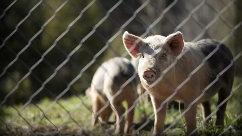 Exportações de carne suína no Brasil em 2023