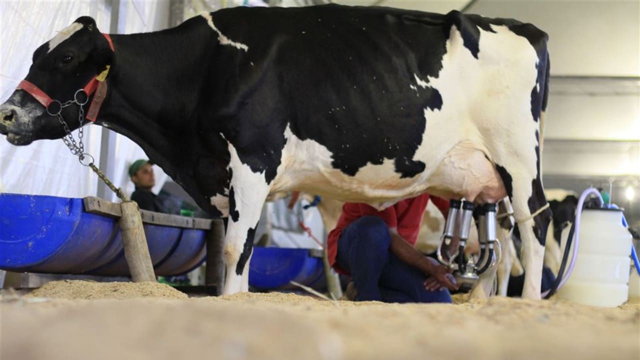 Feira agropecuária voltada para o leite é a maior do segmento em Goiás. 