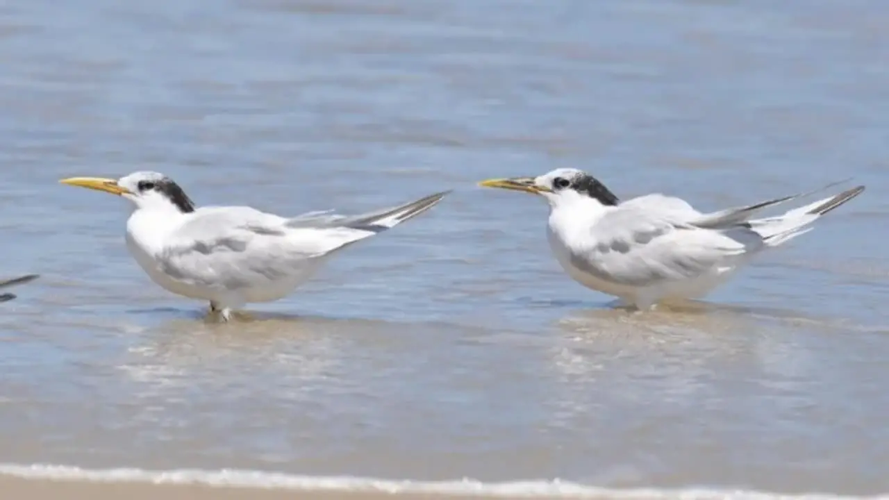 3° caso de gripe aviária é registrado em ave silvestre no Rio de Janeiro 2 Rio de Janeiro