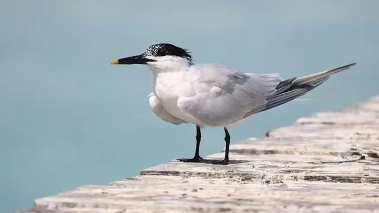 3° caso de gripe aviária é registrado em ave silvestre no Rio de Janeiro 3 gripe aviária