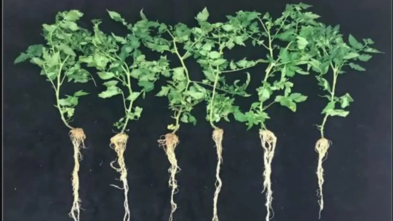 Um dos resultados observados foi a produção de um hormônio vegetal que alonga a raiz. 