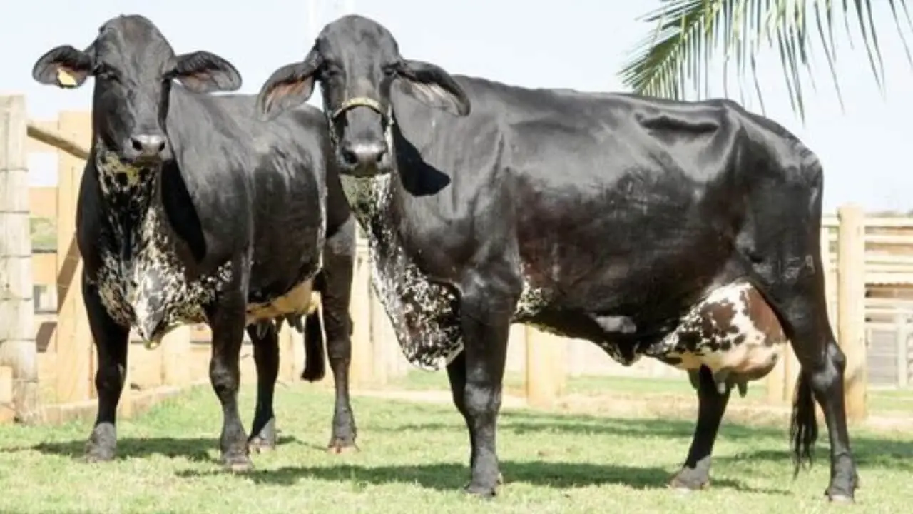 Pecuária brasileira pode reduzir emissão de metano por litro de leite 2 Maior adaptabilidade a estresse térmico somado a boa produtividade faz do girolando "a vaca do futuro".