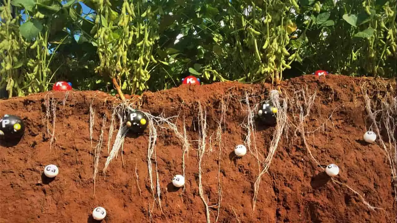 Pesquisa de fertilizantes terá parceria da Embrapa e Universidade americana 3 Maior rendimento dos fosfatados contribui na melhora da produtividade agrícola.