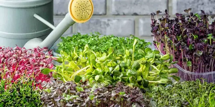 Microverdes: Cultivo rápido e boa oportunidade para o agricultor 1 Microverdes são hortaliças muito jovens, em fase entre o broto e o baby leaf.