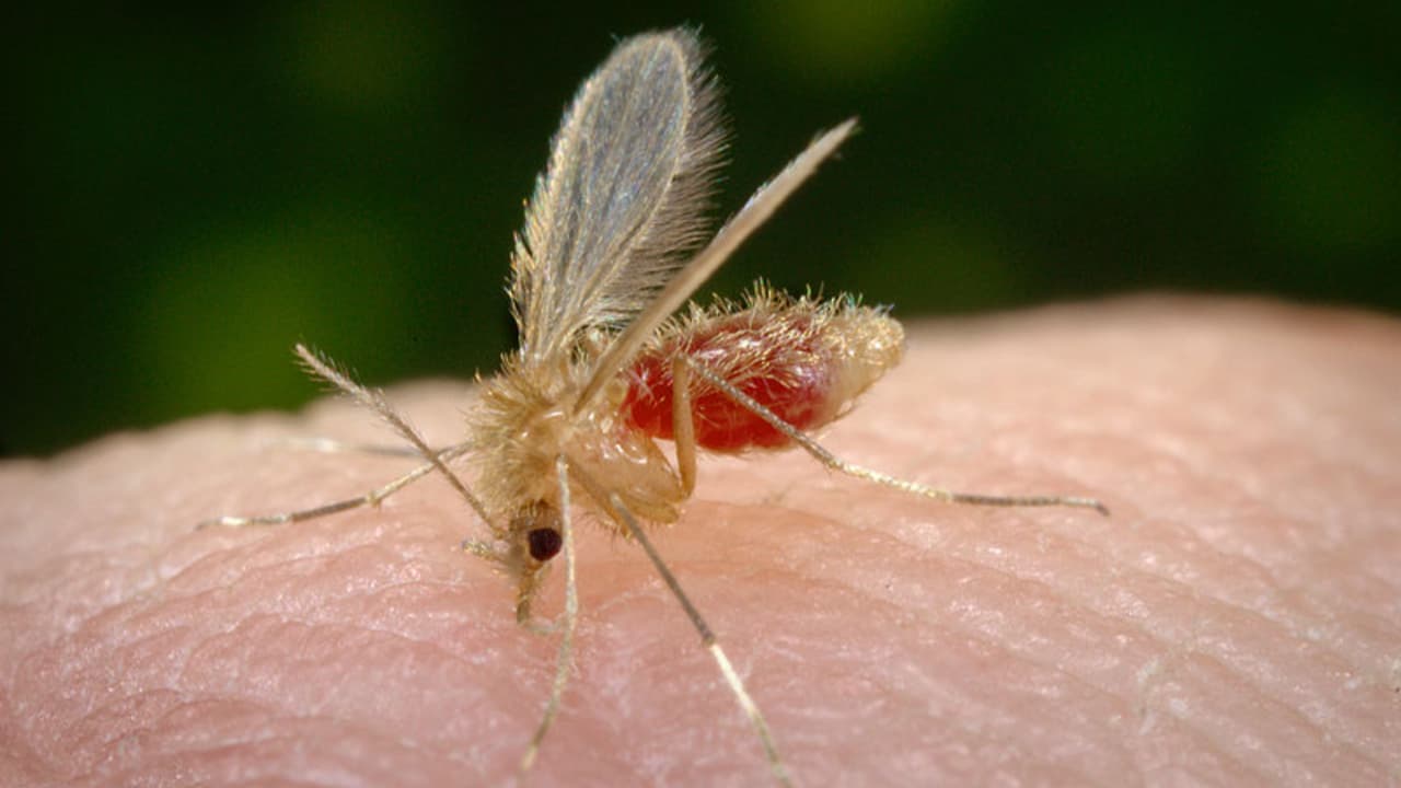 mosquito-palha