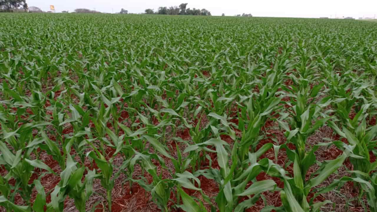 Níveis de água no solo devem baixar com chuvas mais pontuais. 