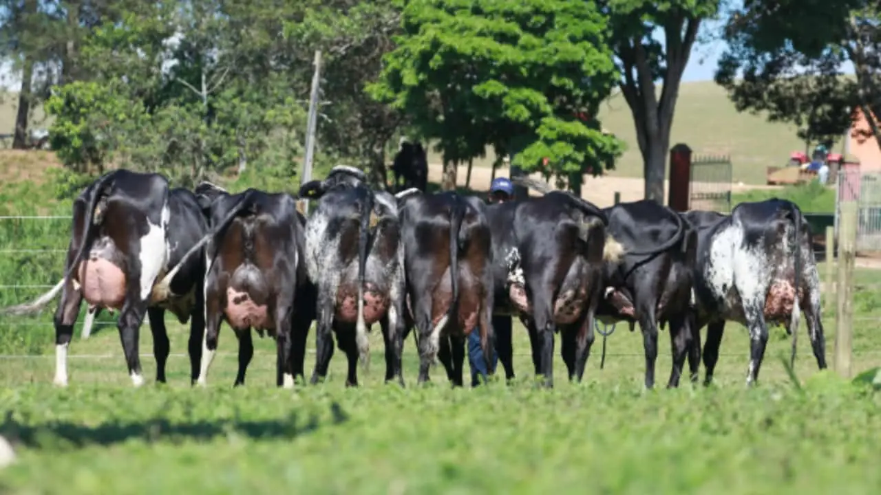 Oitenta por cento do leite produzido no Brasil vêm de animais girolando. 