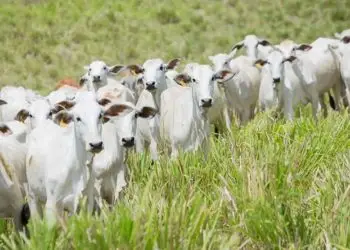 Pecuaristas devem imunizar bovinos, bubalinos, caprinos, ovinos e equídeos.