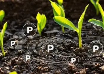 Pesquisa busca desenvolver a eficiência de fosfatados de solos da Carolina do Norte (EUA) e no Cerrado Brasileiro.